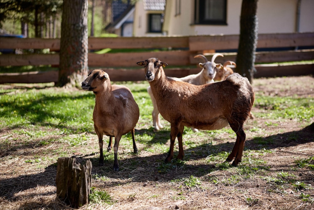 Ferienhauser im Naturresort Drewitz