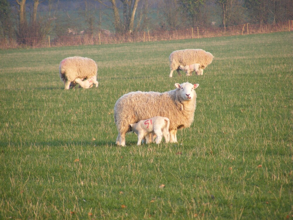 Marshwood Farm B&B