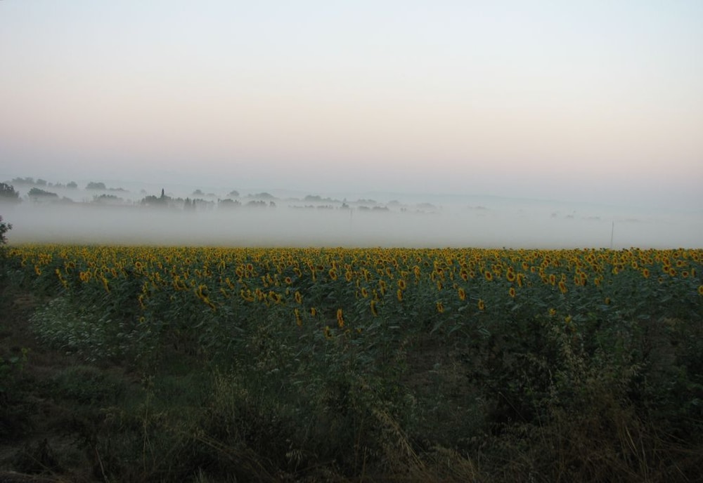 Domaine Saint-Joly