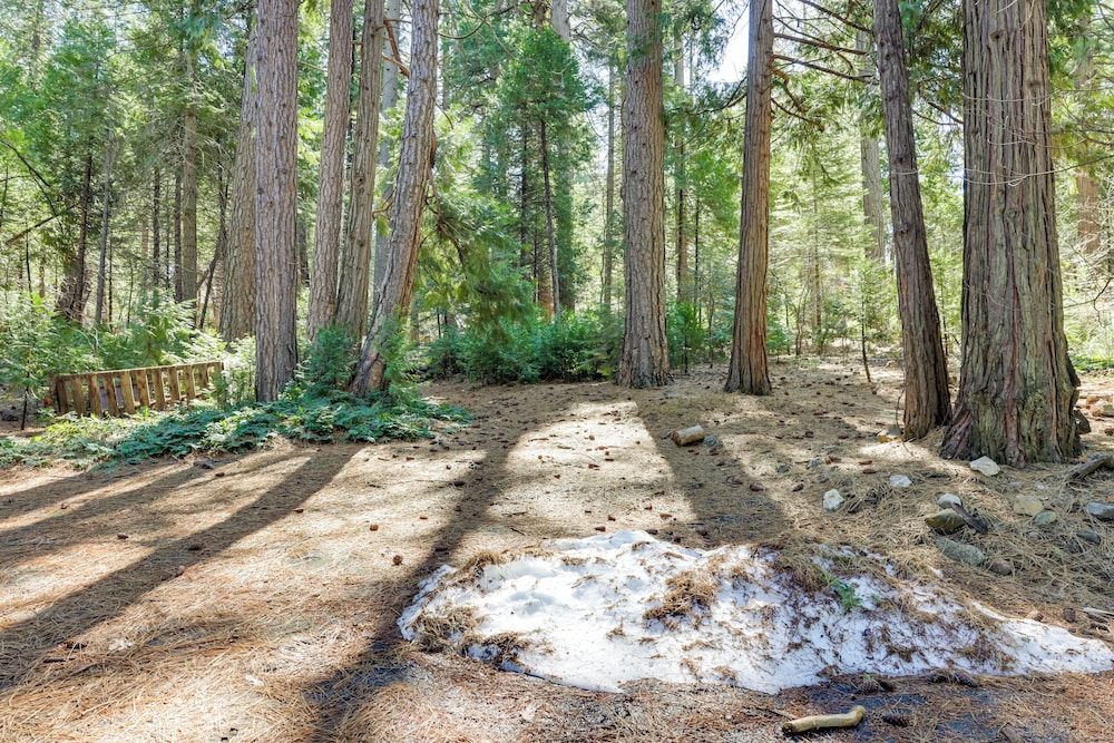 Stay Near Big Trees, Bring Your Pets: Arnold Cabin