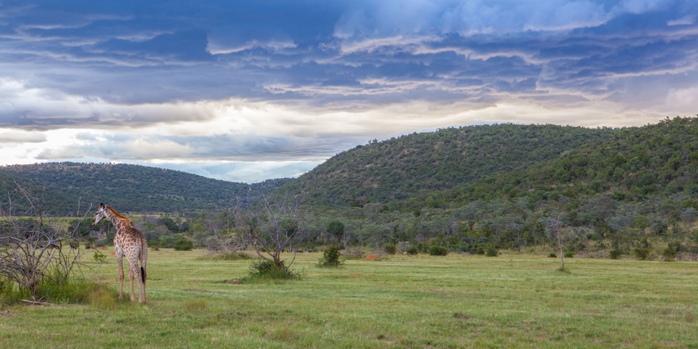 Nedile Lodge, photo 15
