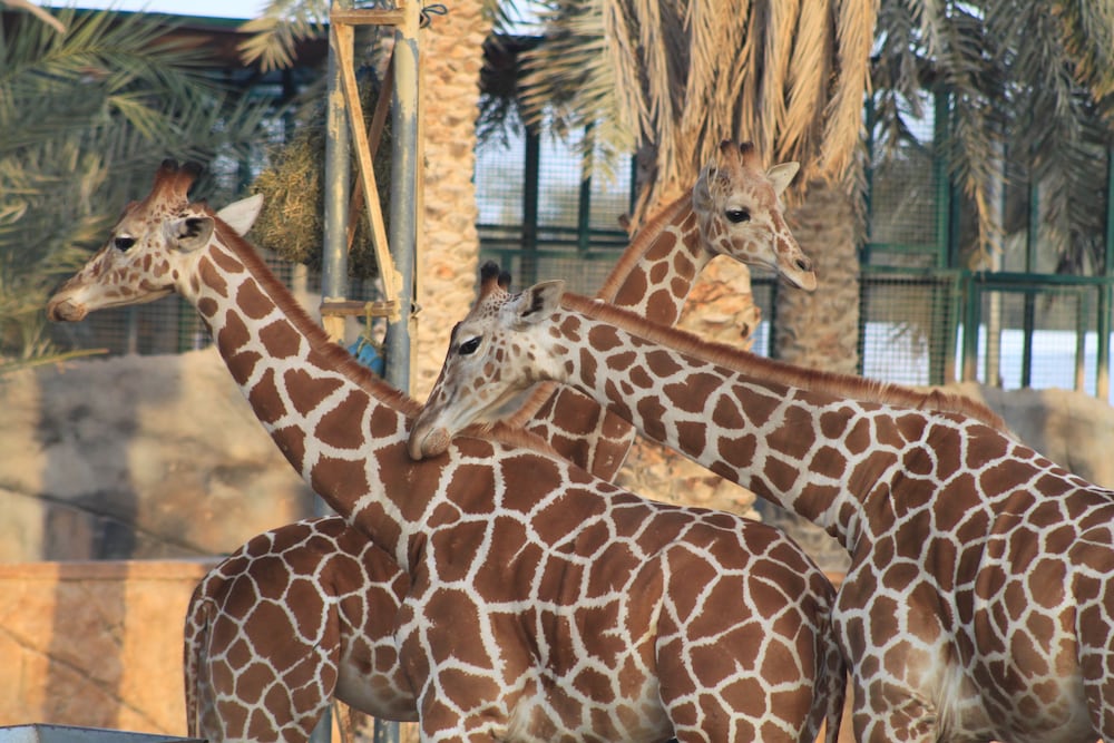 Abu Dhabi Vacations - Emirates Park Resort - Property Image 50