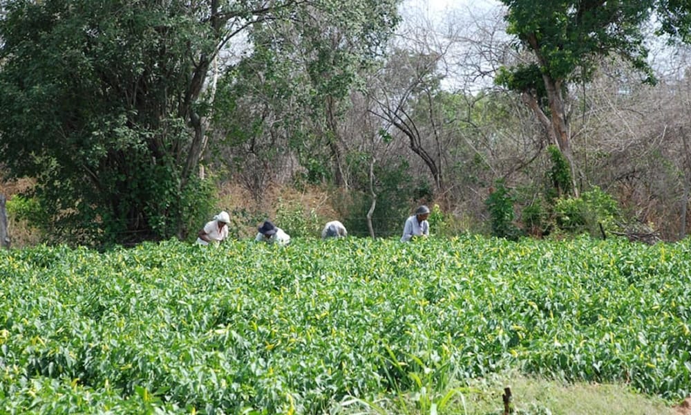 Kuda Oya Cottage