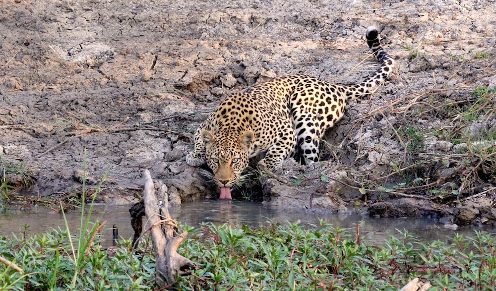 Mukambi Safari Lodge
