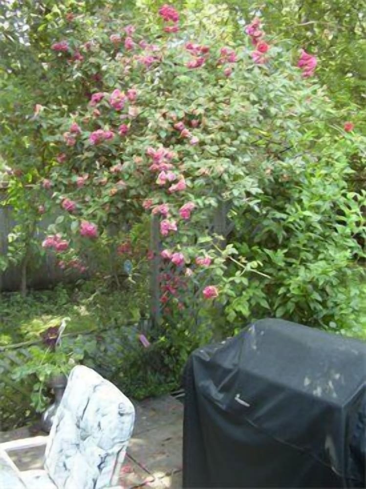 Photo 42