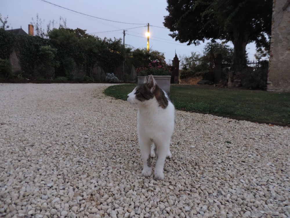 Photo 43