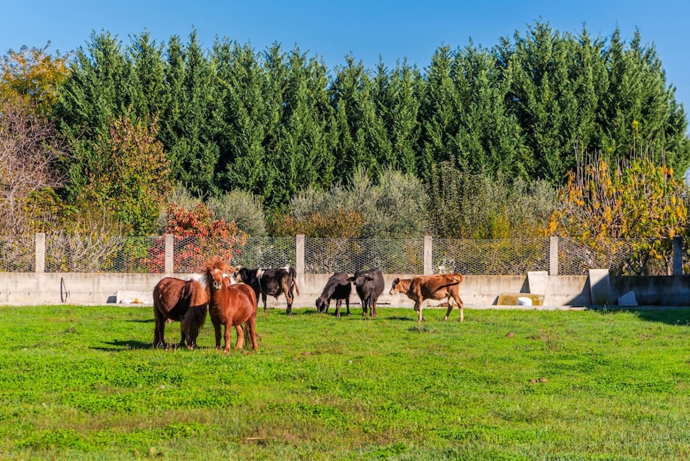 The Animals Farm Double Room photo 2