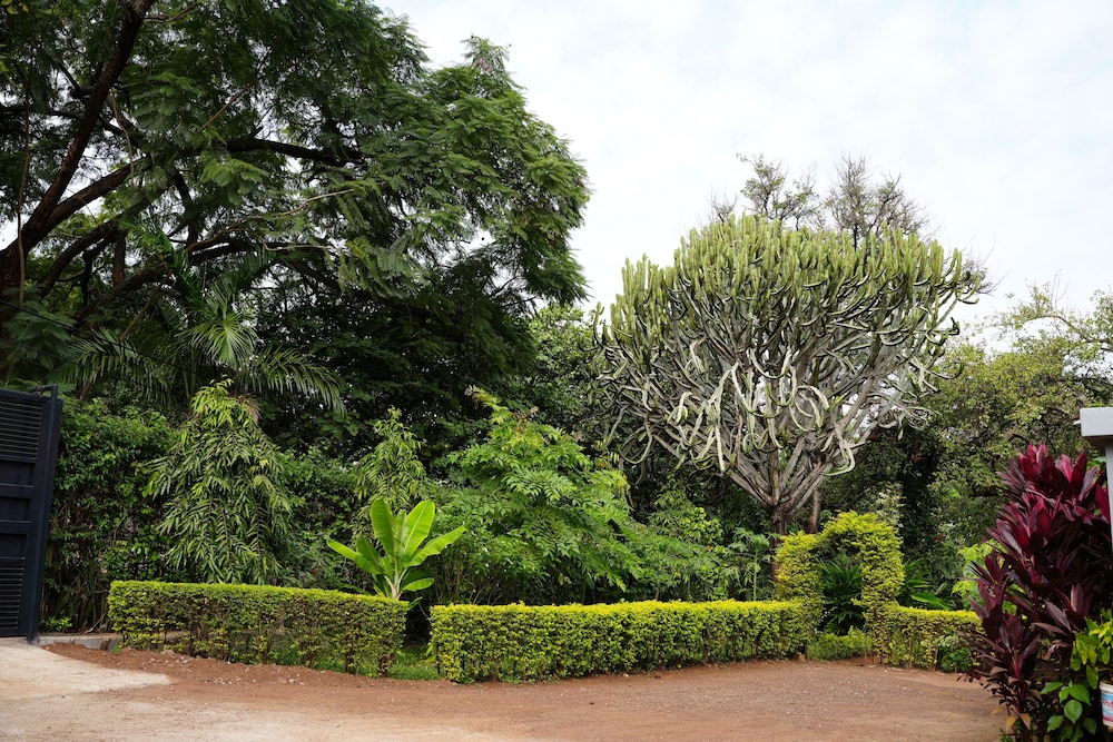 jacaranda homestay view 3