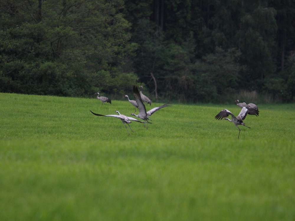 Reihenhaus am Gardersee