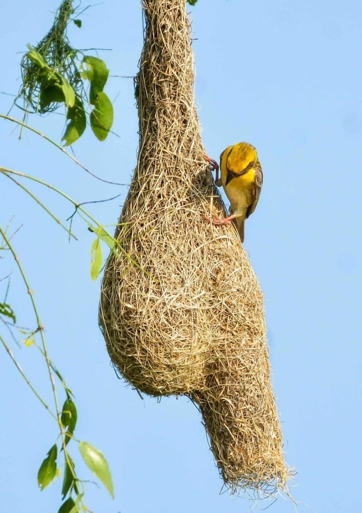 Captains Bird Safari Lodge