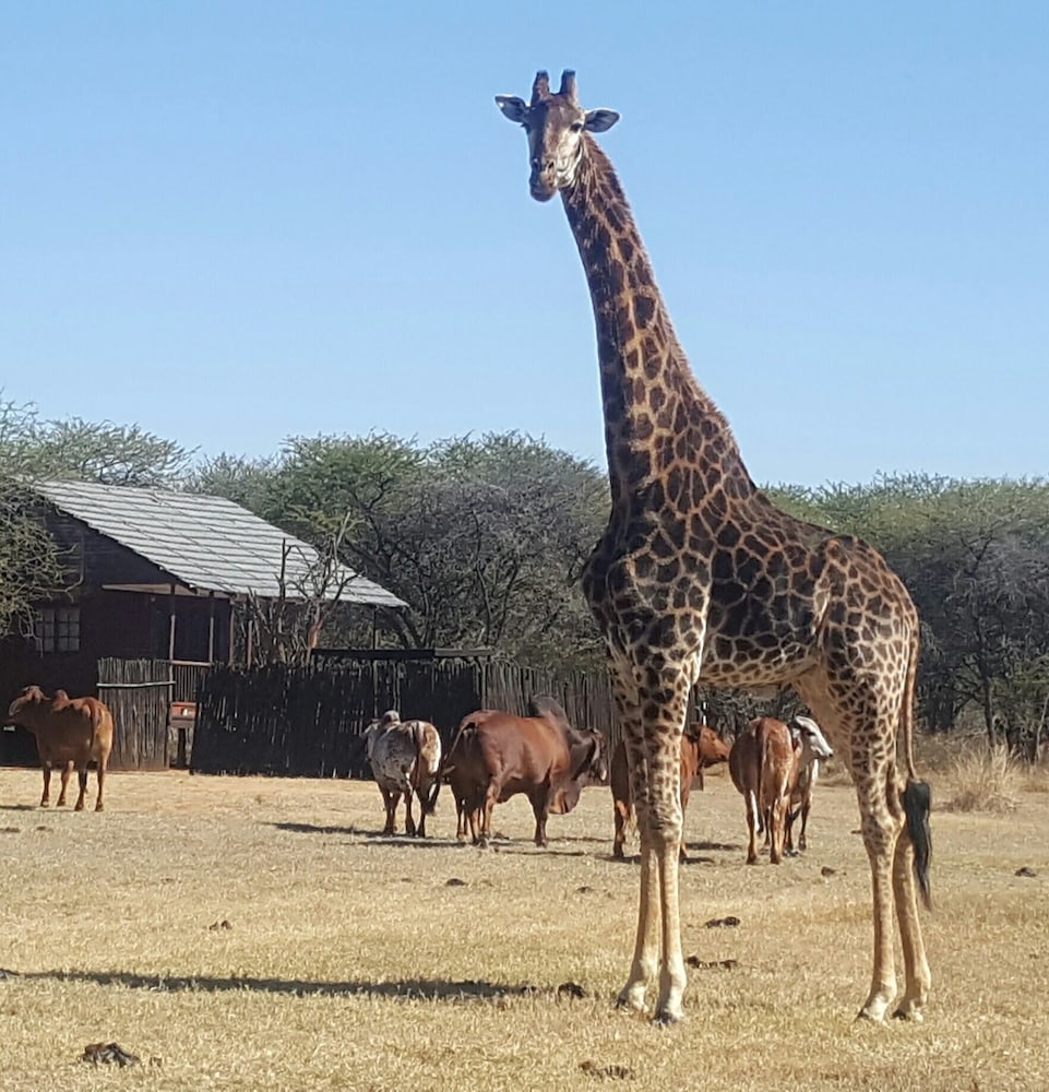 Grootgeluk Bush Camp