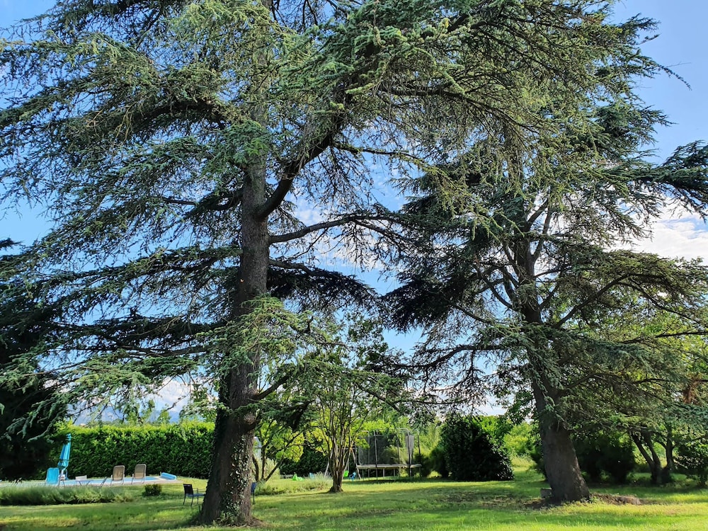 Le cèdre bleu view 4
