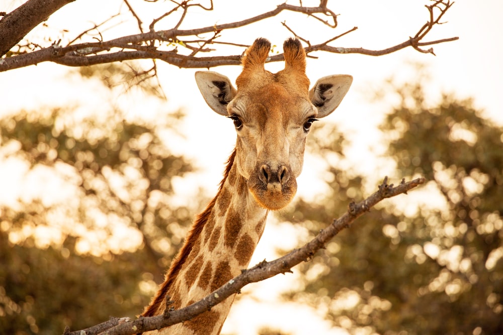 Kololo Game Reserve