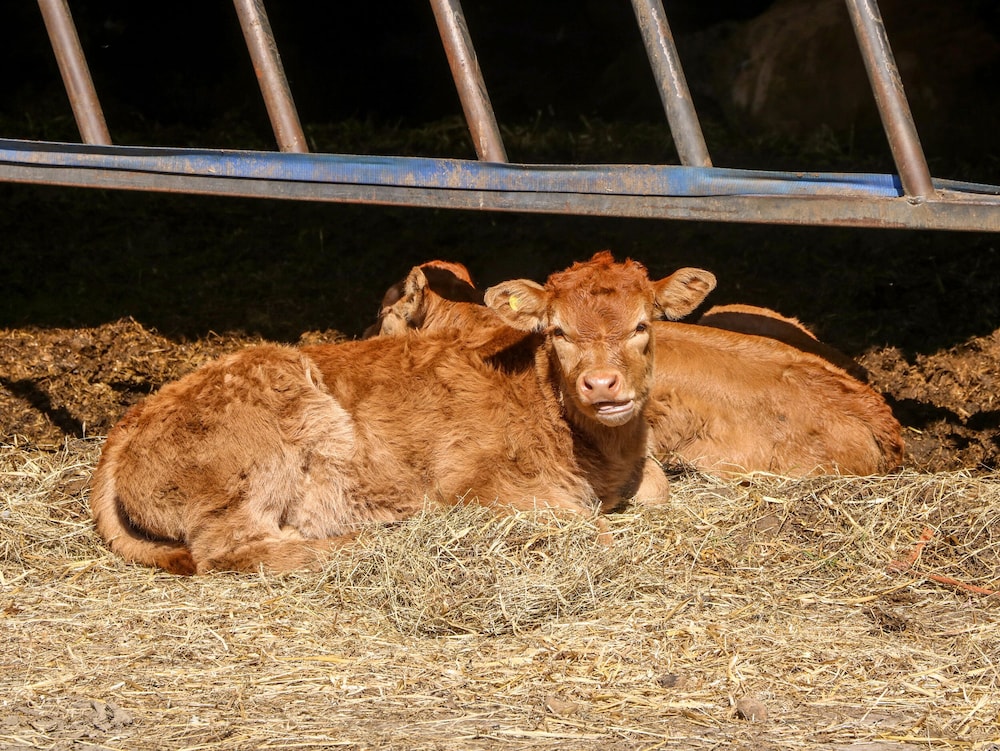 2 Pines Farm Cottages