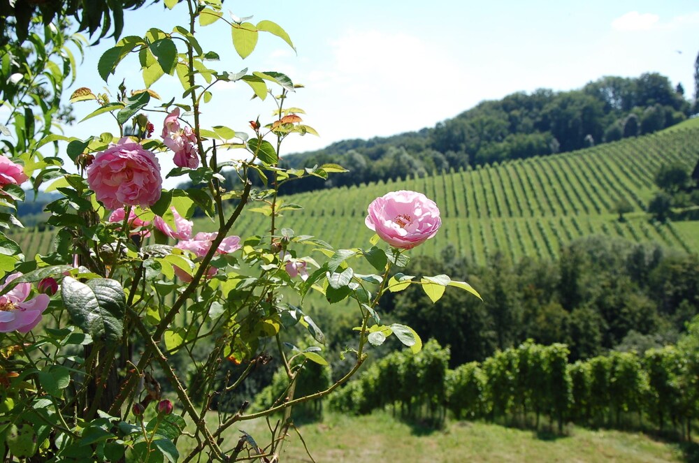 Weingut Primus - Südsteiermark