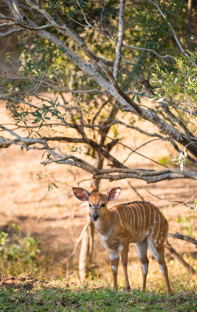 Waterbuck Game Lodge