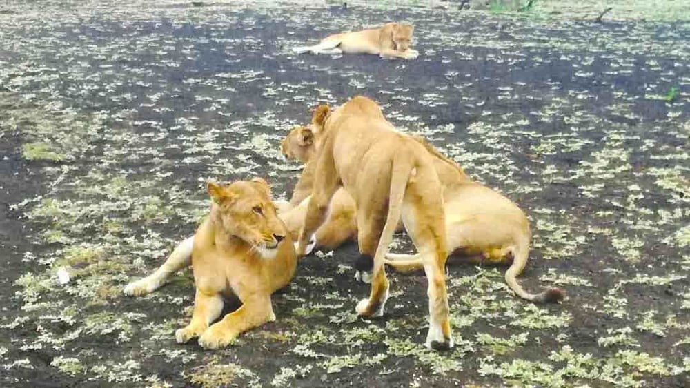 Selous Adili Forest Camp view 5