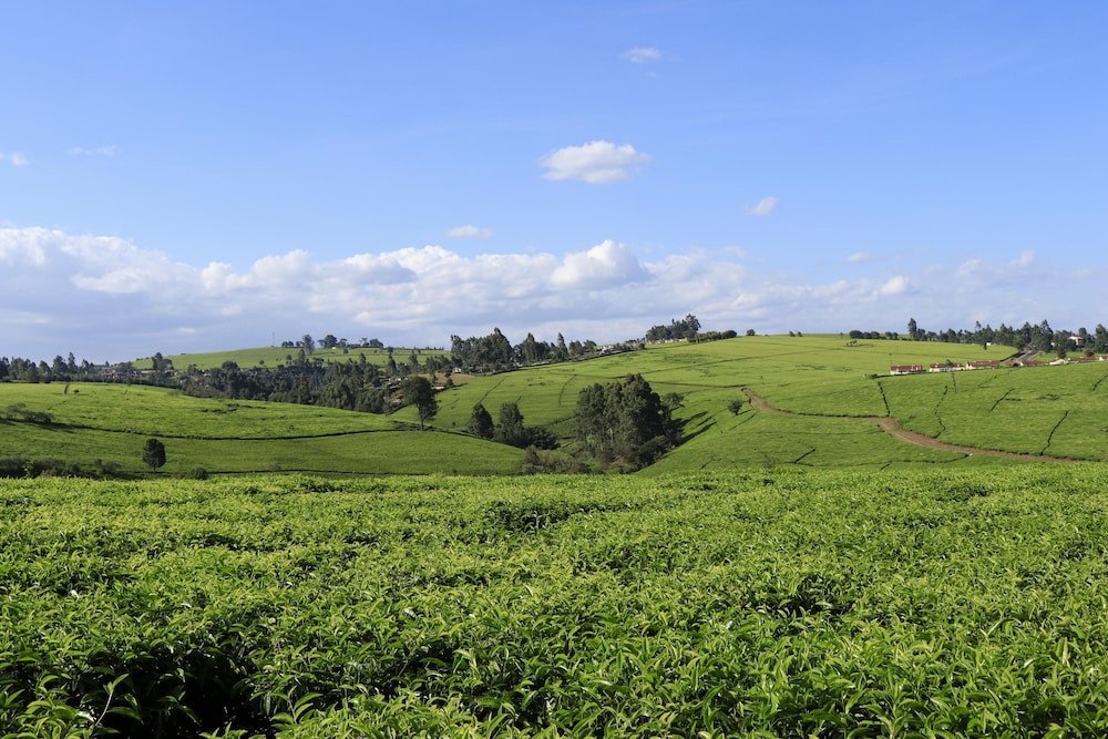 Farmhouse Retreat on 85-acre tea Estate - 2331