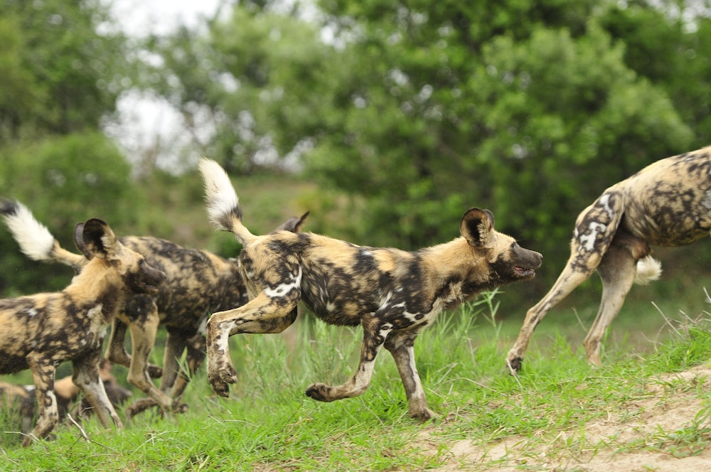 Inyati Game Lodge