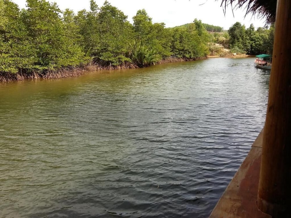 Mangroves & More