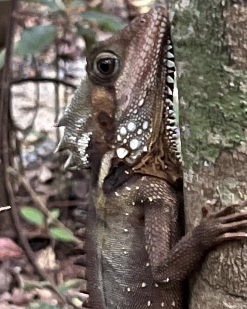 Daintree Crocodylus