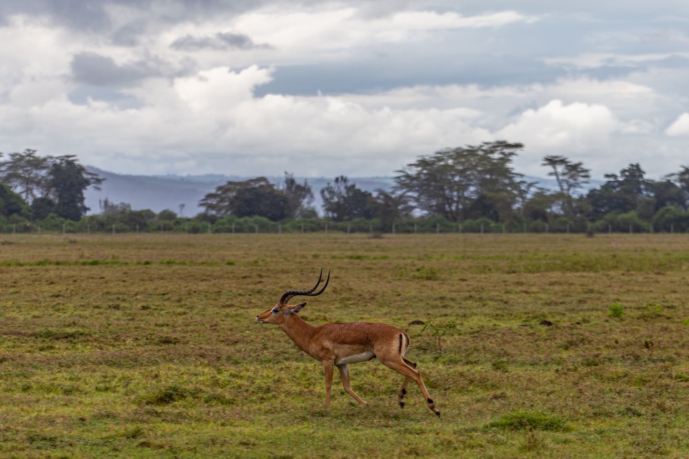 Mbweha Camp Lake Nakuru