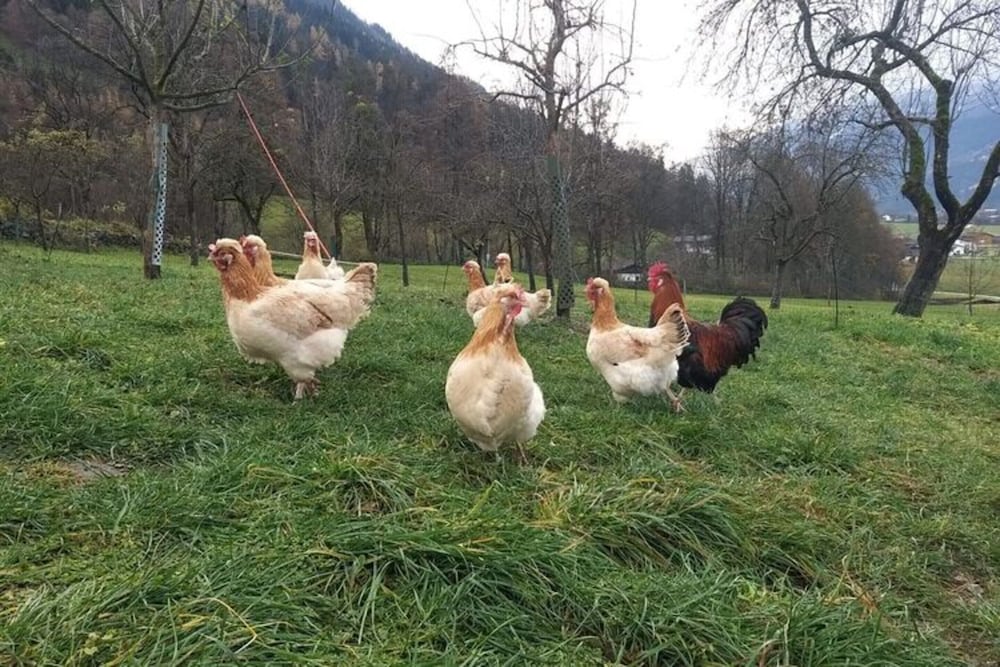 Holiday on an Organic Farm in Hart im Zillertal