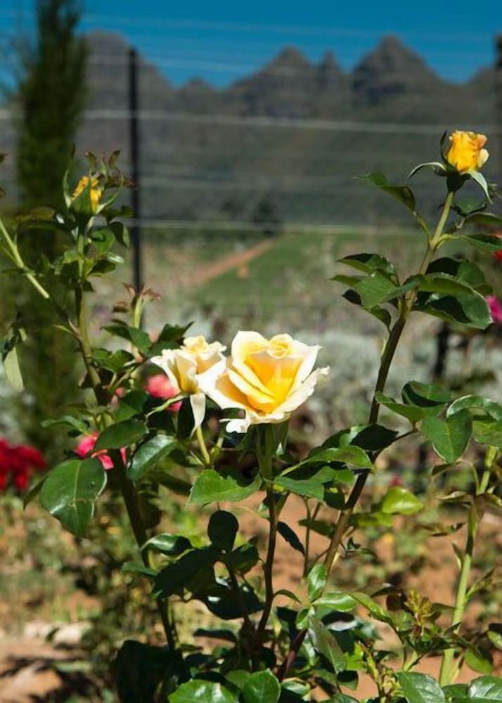 Dieu Donne Boutique Guest House Stellenbosch
