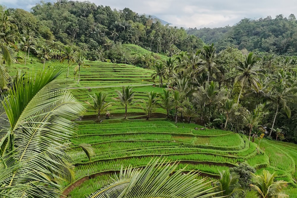 Calma Coliving at Jatiluwih, Bali