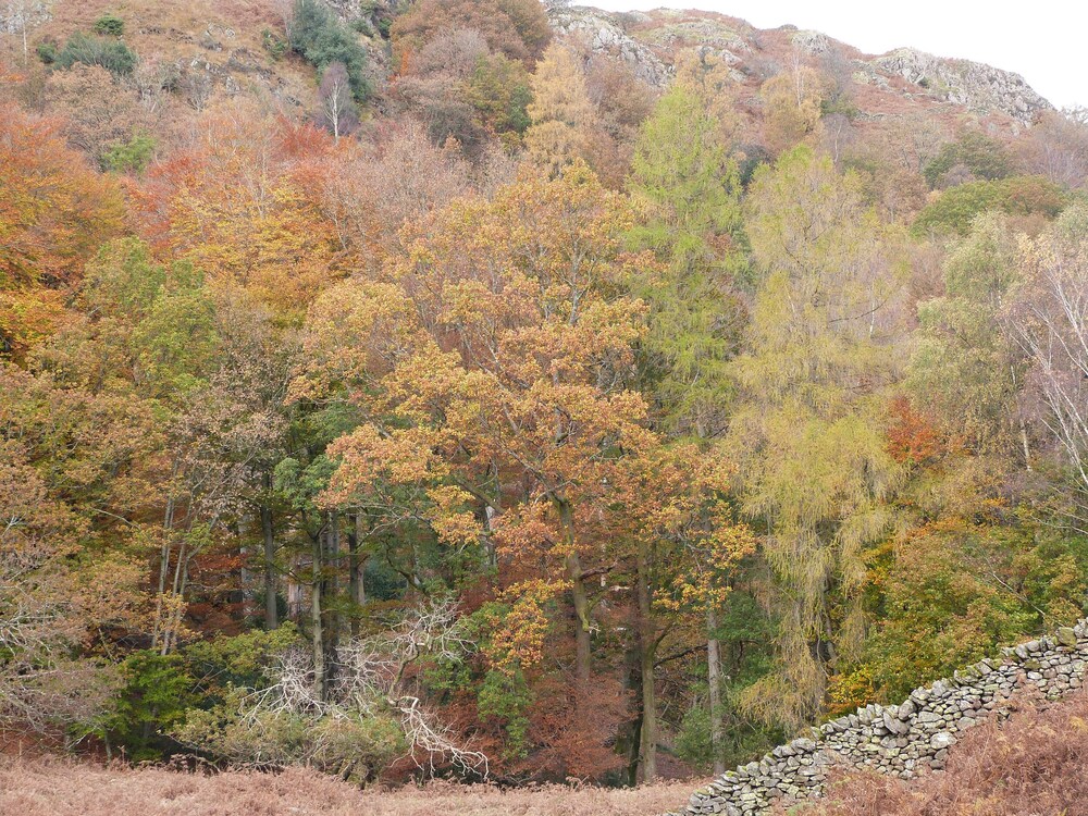 Rowan