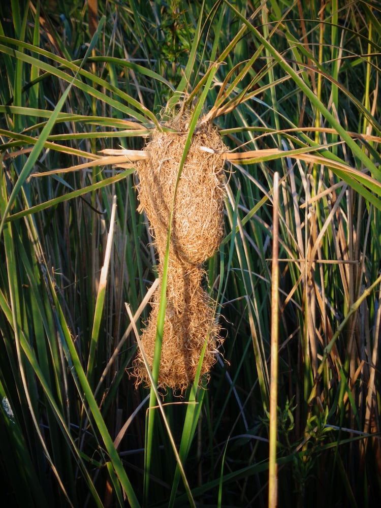 Jungle House Yala