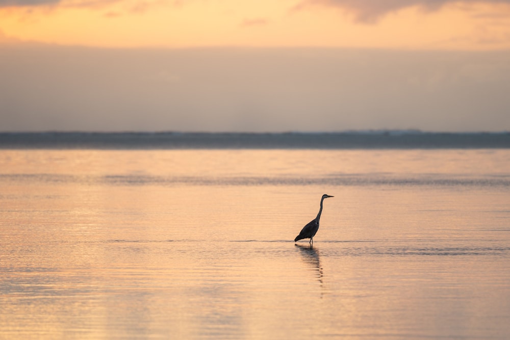 Hakuna Majiwe Beach Lodge
