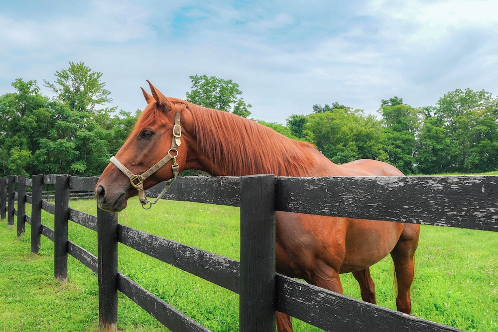 Hudson Valley Horse Farm Retreat in Salt Point - Property Image 10