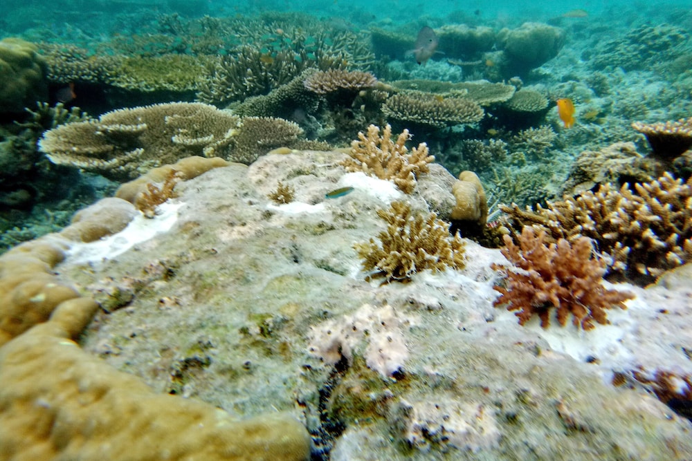Raja Ampat Dive Lodge