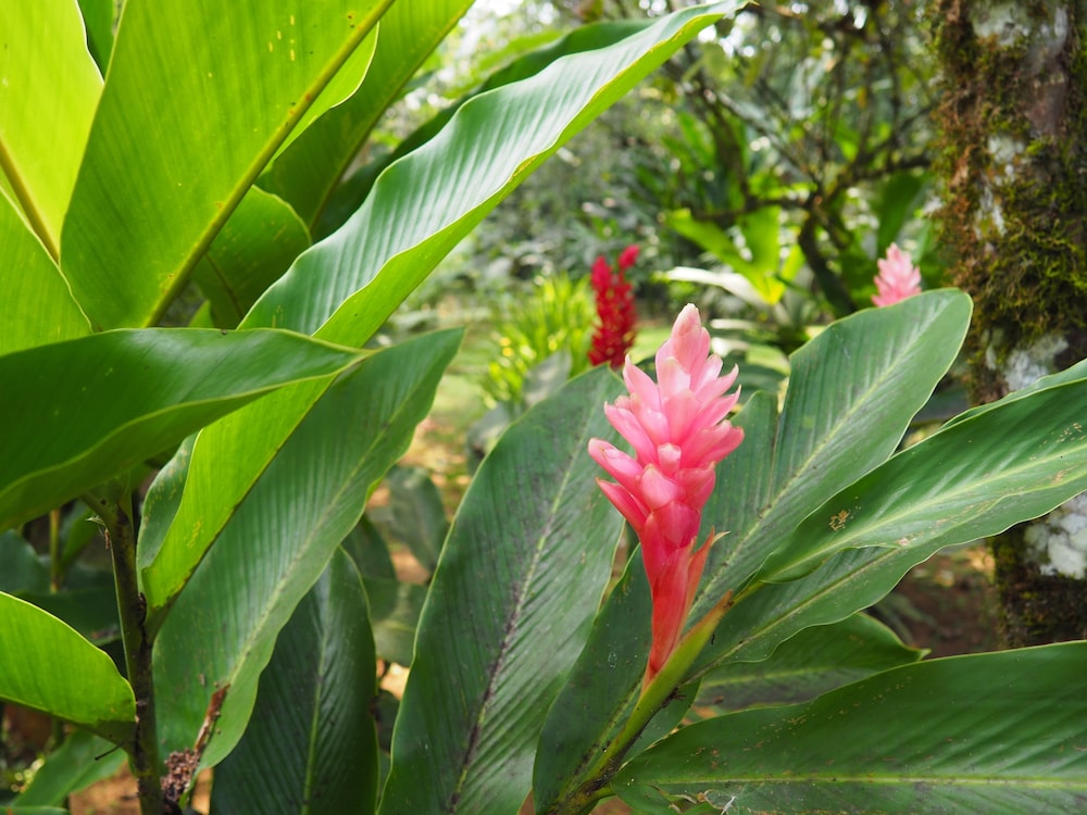 La Finca Chica