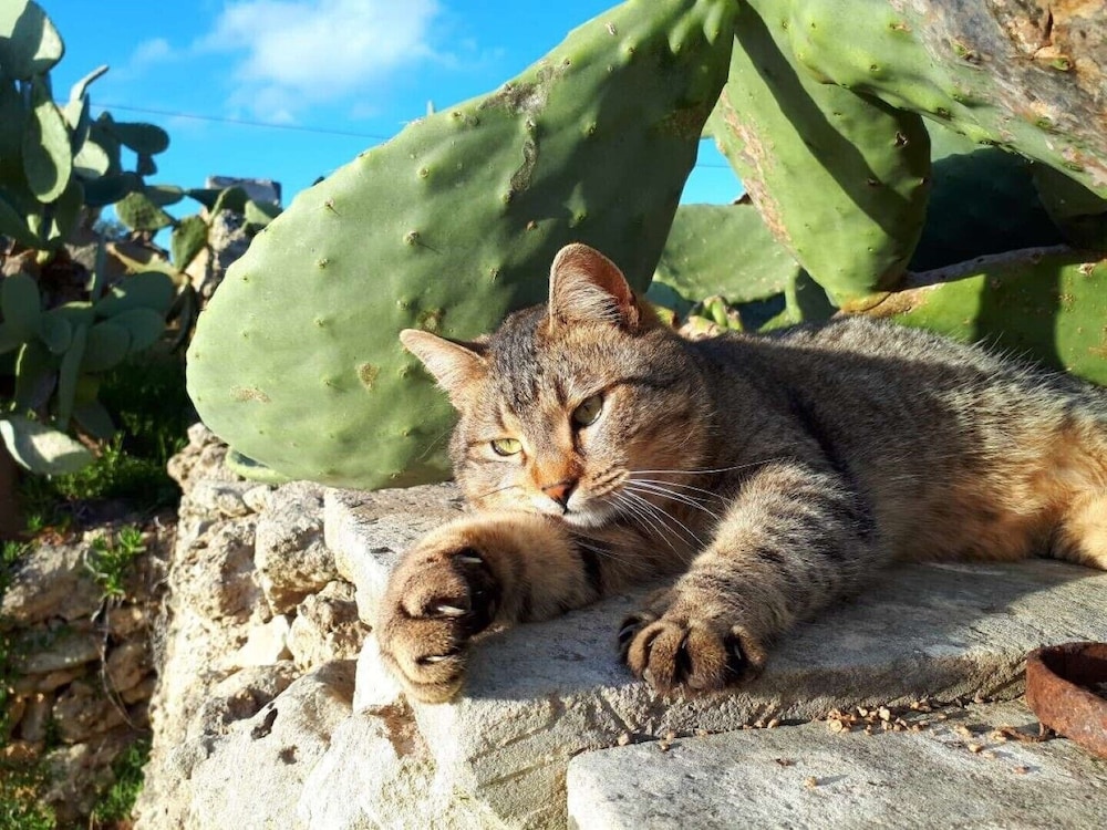 Masseria Costarella