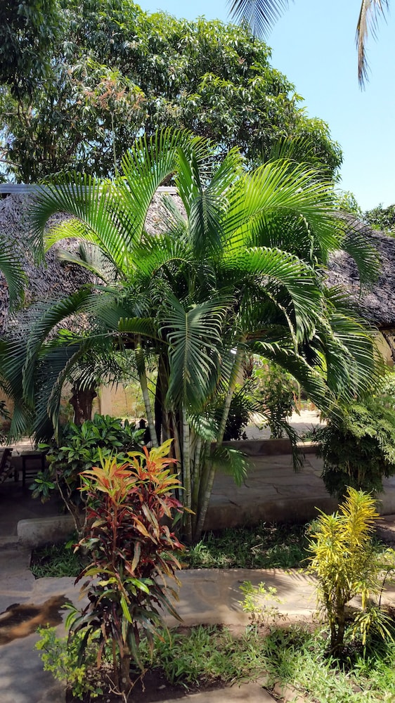 Jamboland-Diani