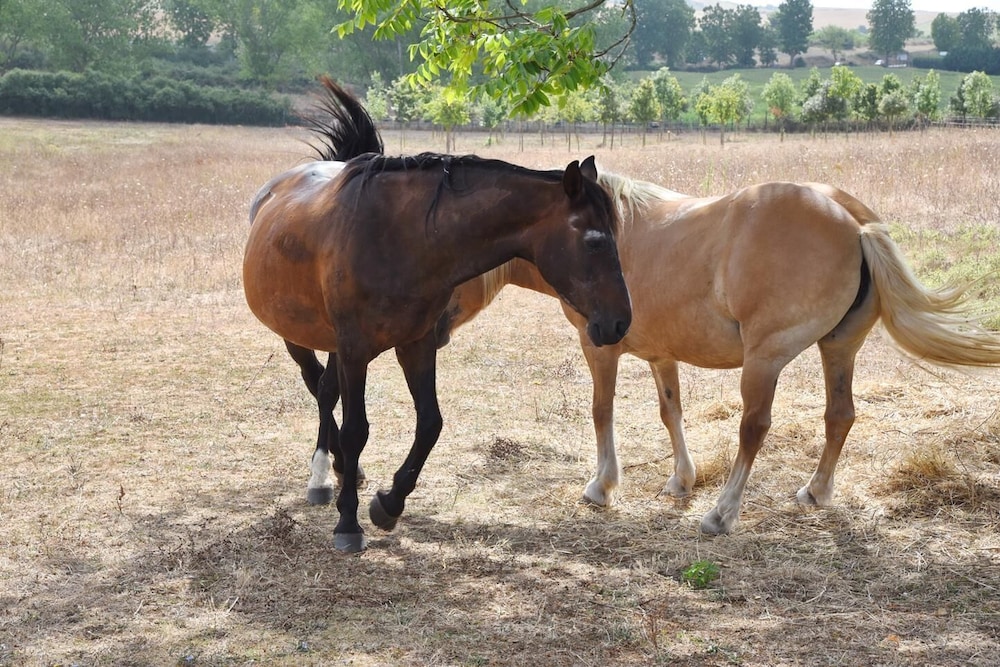 Photo 46