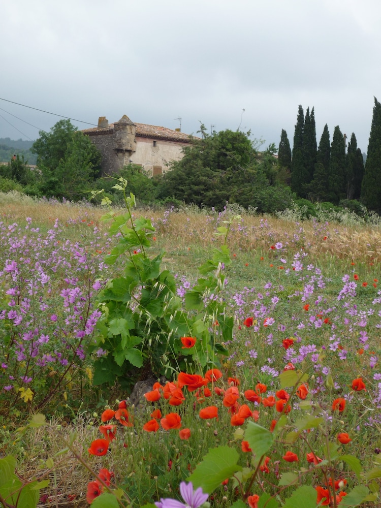 Le Gîte Vigneron casa de vacaciones Lagrasse — other