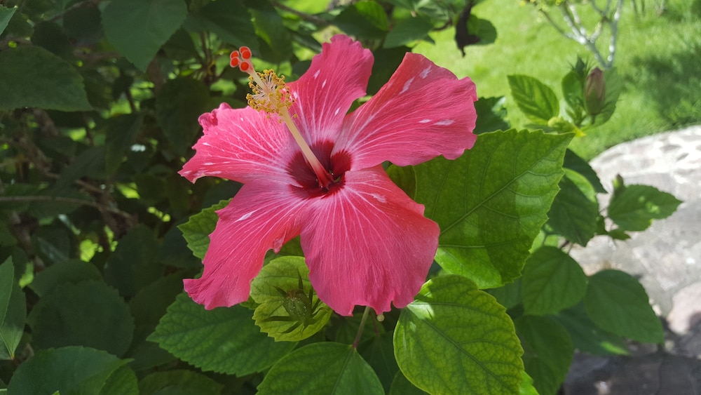 Oasis Hotel Las Terrenas