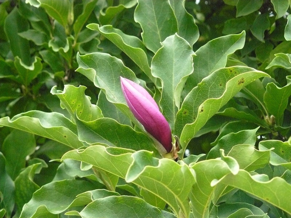 La Coutrotte Becquine