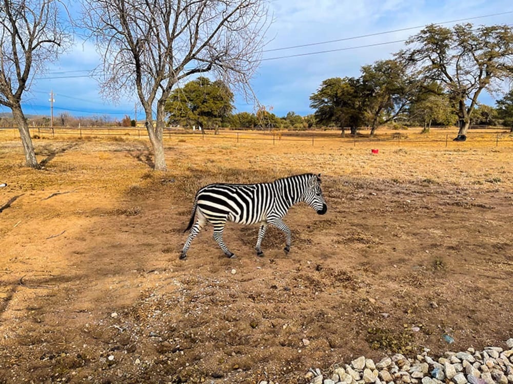 Zebra Refuge Cottage-wild Unique Prescott Stay