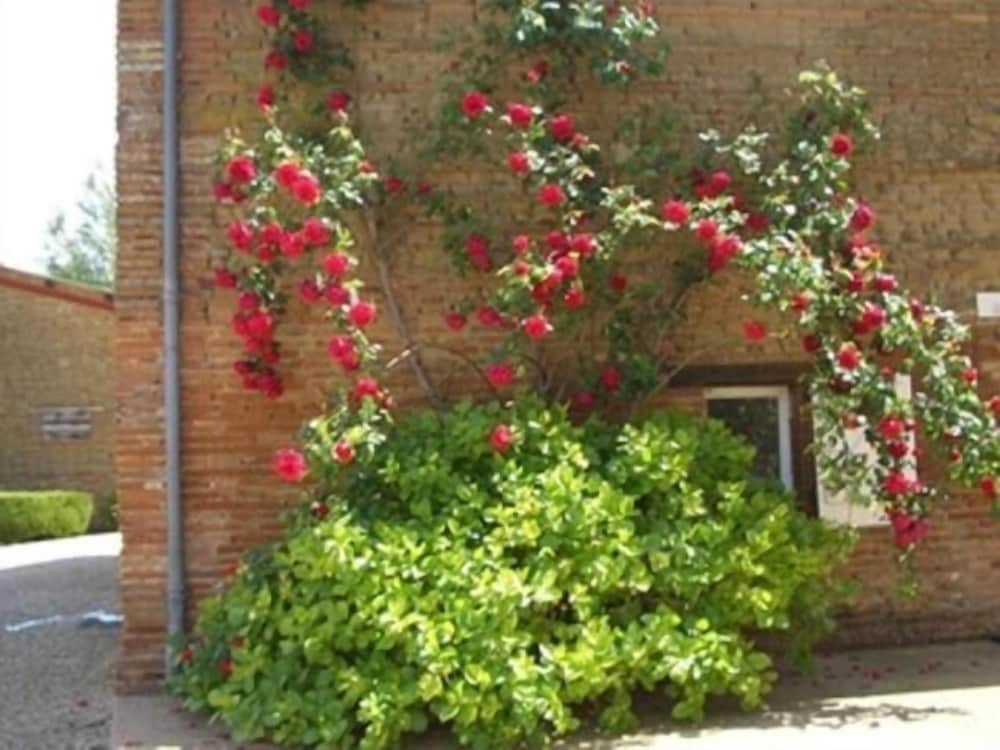 Le Platane