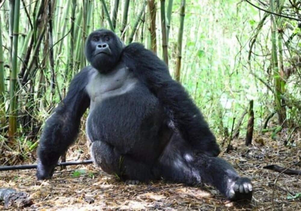 Otjimbondona Kalahari