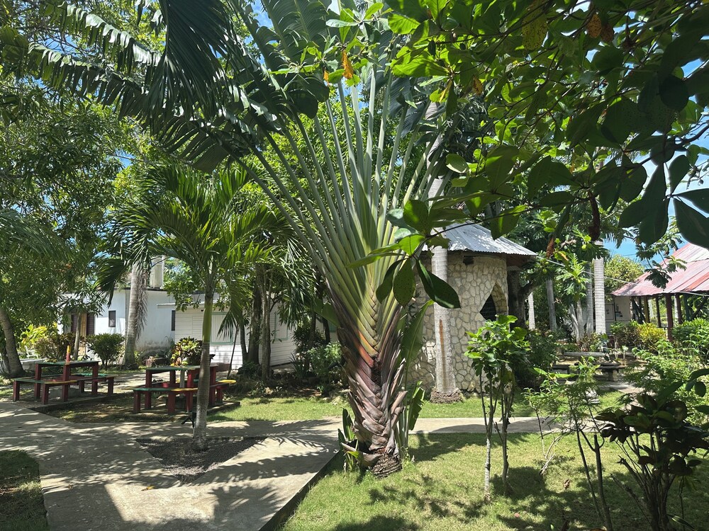 Yoga Dreams Negril