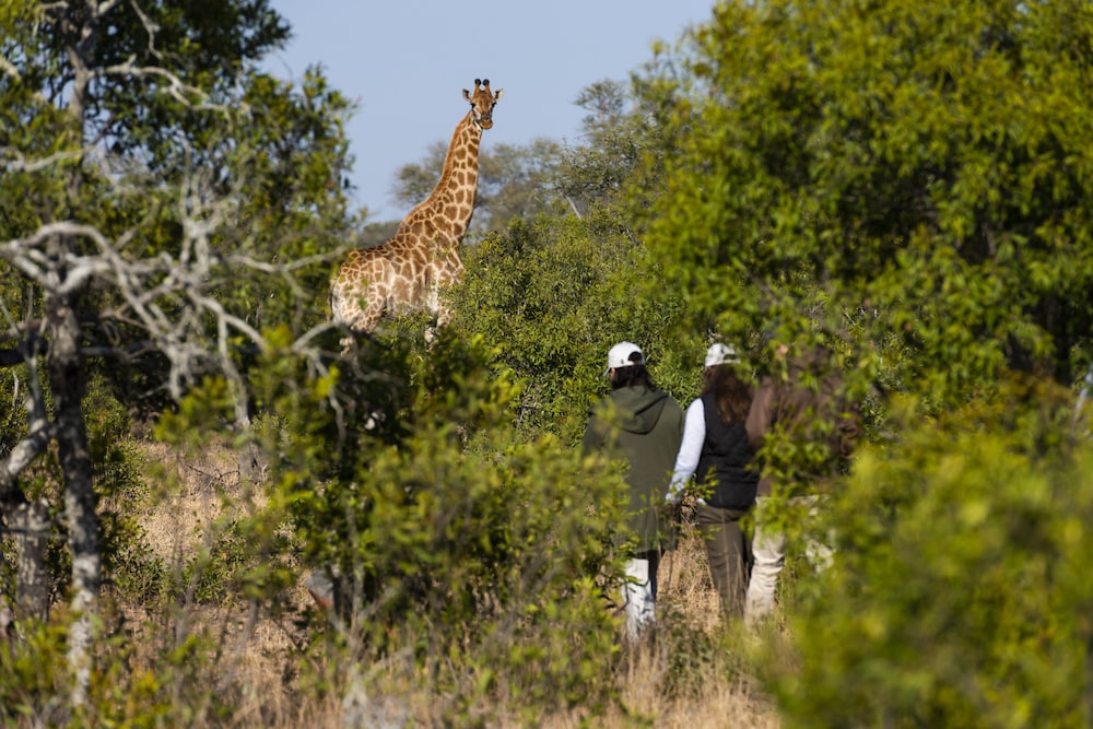 Inyati Game Lodge