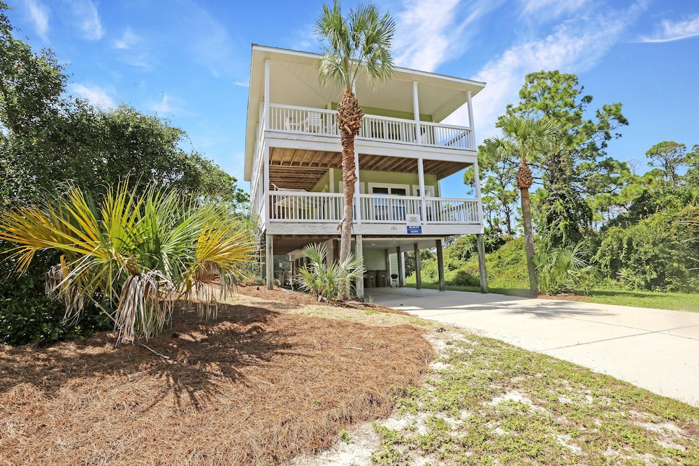 Cape Palms