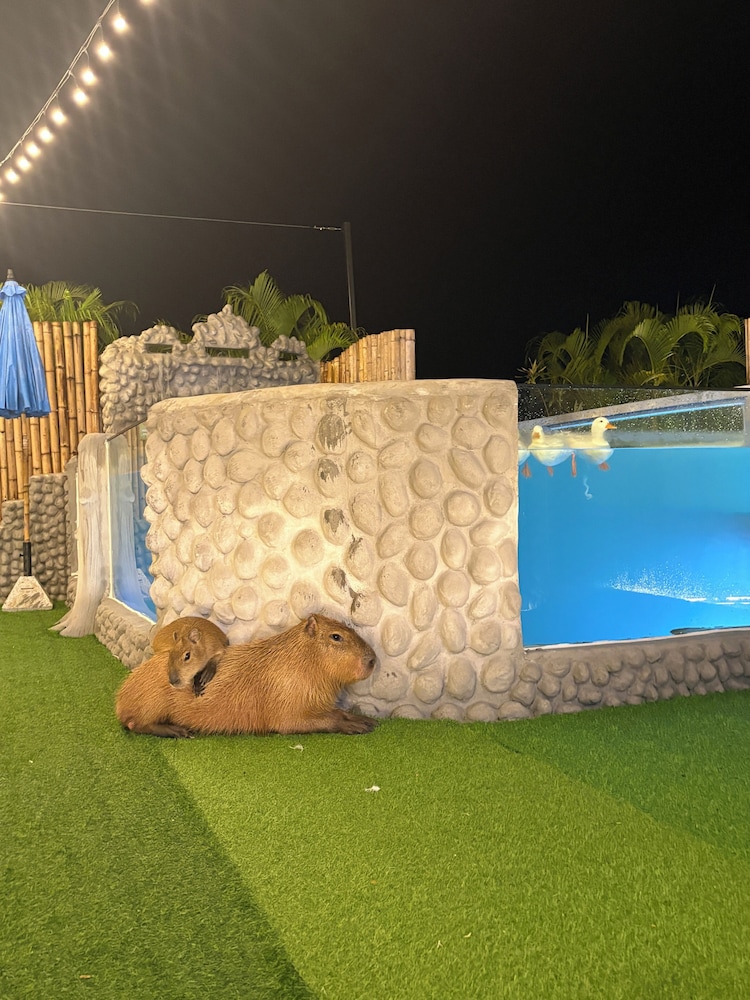 Capybara Zen Resort And Spa