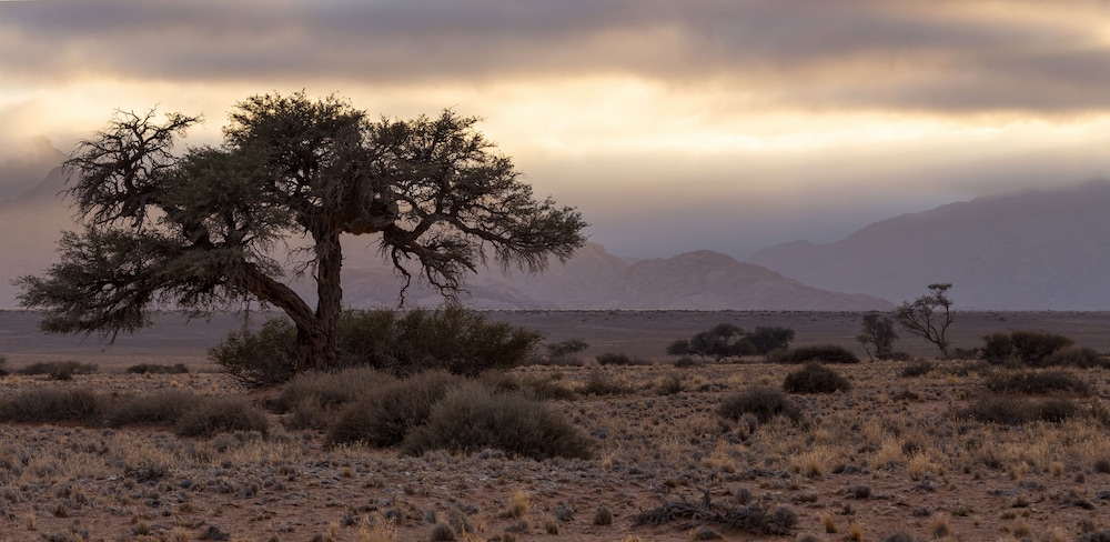 Desert Quiver Camp