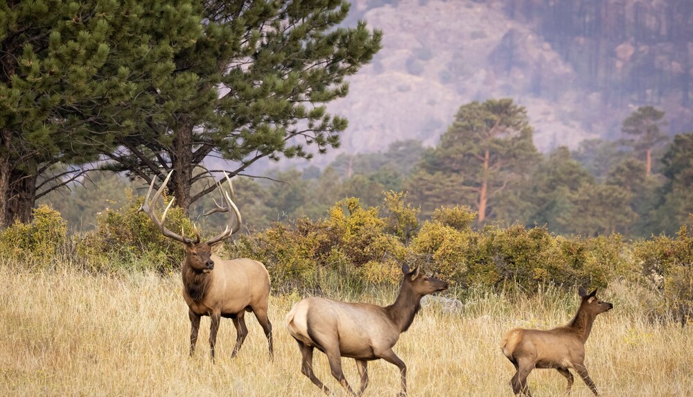 Estes Park Vacation Lodging